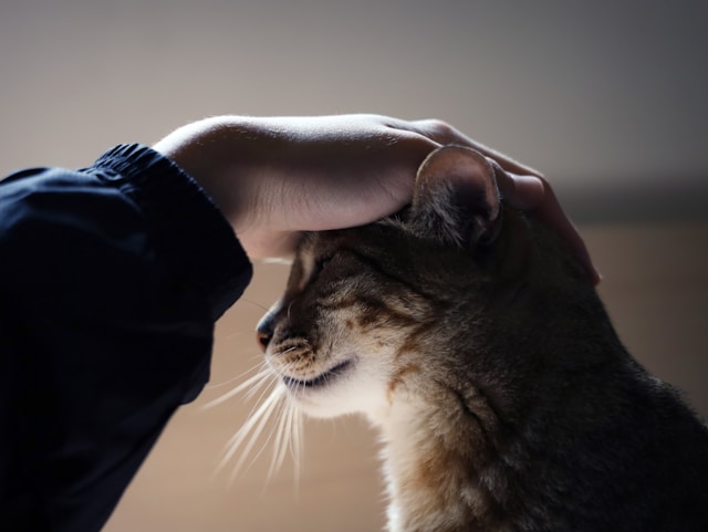 Prodotti veterinari